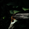 From Indian Lakes - Everything Feels Better Now (Colored Vinyl LP)