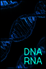 DNA RNA : 염색체, 유전자 방추사