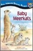 Baby Meerkats