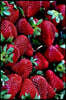 Time for Strawberry's Journal: A Blank Lined Journal For Writing and Note Taking