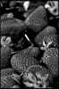 Time for Strawberry's Black and White Journal: A Blank Lined Journal For Writing and Note Taking