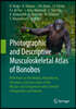 Photographic and Descriptive Musculoskeletal Atlas of Bonobos: With Notes on the Weight, Attachments, Variations, and Innervation of the Muscles and C