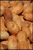 Fresh Roasted Peanuts in the Shell Snack Journal: 150 Page Lined Notebook/Diary