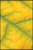 Autumn's Creep Grid Notebook: 150 Page Grid Notebook Journal Diary