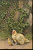 Journal: White Hen with Three Chicks