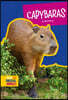 Capybaras