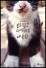 [대여] 보드랍고 따뜻하고 나른한
