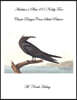 Audubon's Plate 275 Noddy Tern: Classic Designs Cross Stitch Pattern