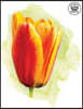 Notebook Kingdom Flower Series: Flower Notebook Notepad Journal Diary or Composition Book Blank 100 Pages 8.5x11 Beautiful Tulip