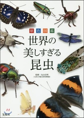 原色圖鑑 世界の美しすぎる昆蟲