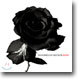 Maximilian Hecker - Rose