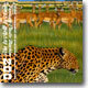Fantastic Plastic Machine - Zoo