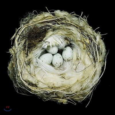 Nests: Fifty Nests and the Birds That Built Them