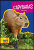 Capybaras