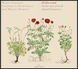Jose Miguel Moreno 르네상스 시대의 스페인 세속 음악 - 앙상블 라 로마네스카, 호세 미구엘 모레노 (Al Alva Venid - Secular Music From The Spanish Renaissance)