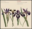 Stevie Wishart 이스탕피 - 피들과 퍼쿠션을 위한 중세 음악 (Istampite - Midieval Pieces For Fiddle and Percussion) 신포니에, 스티비 위샤트