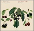 La Venexiana 지아체스 데 베르트: 마드리갈 작품집 - 라 베넥시아나, 클라우디오 카비나 (Giaches de Wert: Madrigals)