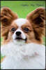 Papillon May Notebook Papillon Record, Log, Diary, Special Memories, to Do List, Academic Notepad, Scrapbook & More