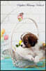 Papillon February Notebook Papillon Record, Log, Diary, Special Memories, to Do List, Academic Notepad, Scrapbook & More