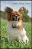 Papillon January Notebook Papillon Record, Log, Diary, Special Memories, to Do List, Academic Notepad, Scrapbook & More