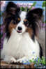 Papillon January Notebook Papillon Record, Log, Diary, Special Memories, to Do List, Academic Notepad, Scrapbook & More