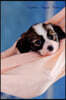 Papillon August Notebook Papillon Record, Log, Diary, Special Memories, to Do List, Academic Notepad, Scrapbook & More