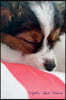 Papillon April Notebook Papillon Record, Log, Diary, Special Memories, to Do List, Academic Notepad, Scrapbook & More
