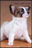 Papillon April Notebook Papillon Record, Log, Diary, Special Memories, to Do List, Academic Notepad, Scrapbook & More