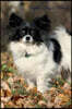 Papillon August Notebook Papillon Record, Log, Diary, Special Memories, to Do List, Academic Notepad, Scrapbook & More