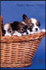 Papillon September Notebook Papillon Record, Log, Diary, Special Memories, to Do List, Academic Notepad, Scrapbook & More