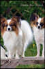 Papillon June Notebook Papillon Record, Log, Diary, Special Memories, to Do List, Academic Notepad, Scrapbook & More