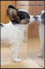Papillon March Notebook Papillon Record, Log, Diary, Special Memories, to Do List, Academic Notepad, Scrapbook & More