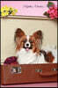 Papillon October Notebook Papillon Record, Log, Diary, Special Memories, to Do List, Academic Notepad, Scrapbook & More