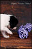 Papillon November Notebook Papillon Record, Log, Diary, Special Memories, to Do List, Academic Notepad, Scrapbook & More