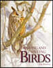 Drawing and Painting Birds