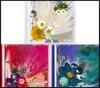 태양 3집 - WHITE NIGHT [White /Red /Blue 랜덤발송]