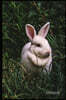 Journal Pages: Rabbit Run (Unruled), 6 X 9, Classic Notebook- Unlined Plain Journal, for Notes, Sketches, 100 Pages (Durable Cover)