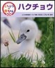 ハクチョウ