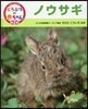 ノウサギ