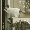 必死すぎるネコ