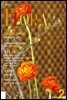월간 FLORA 2005년 2월호