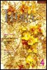 월간 FLORA 2006년 4월호