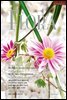 월간 FLORA 2006년 1월호
