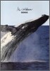 Mr.Children/SENSE