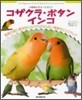 コザクラ.ボタンインコ