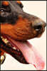 Doberman Panting from the Run Journal: Take Notes, Write Down Memories in This 150 Page Lined Journal