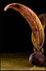 Sprouting Teak Tree Seed Journal: Take Notes, Write Down Memories in This 150 Page Lined Journal