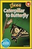 Caterpillar to Butterfly