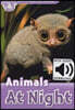 Read and Discover 4: Animals at Night (with MP3)