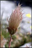 Seed Head of Dryas Octopetala Flower Journal: Take Notes, Write Down Memories in this 150 Page Lined Journal